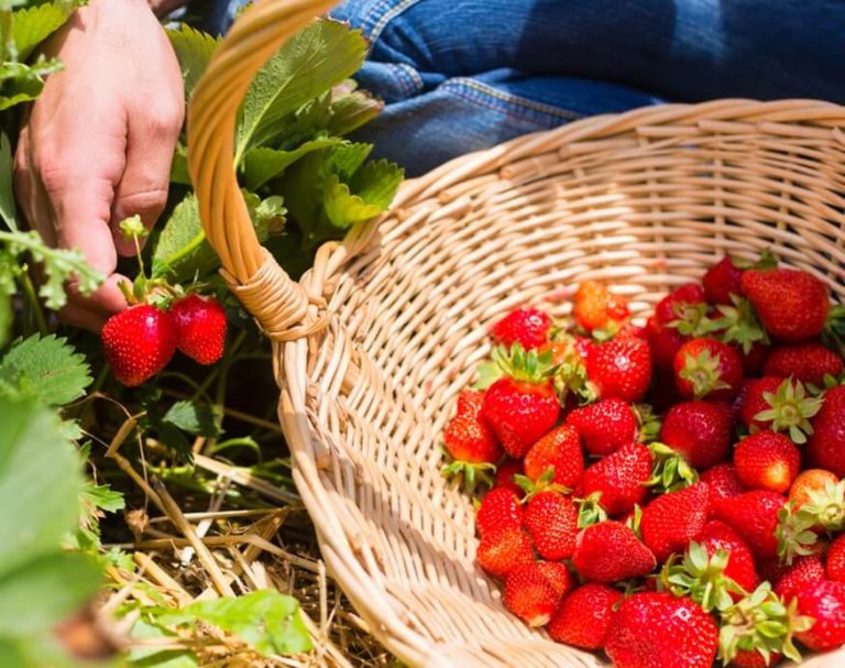 The-best-greenhouse-vegetables-strawberries-768x607.jpg