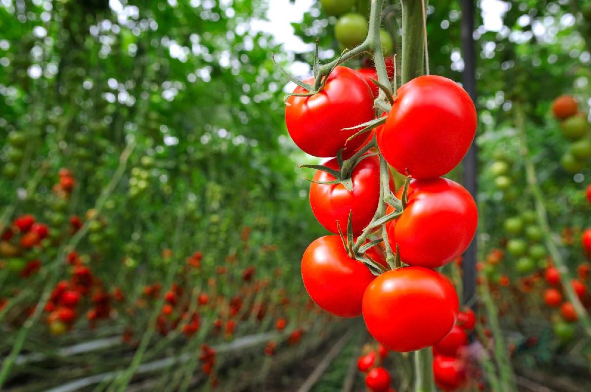 Fresh vegetables-3