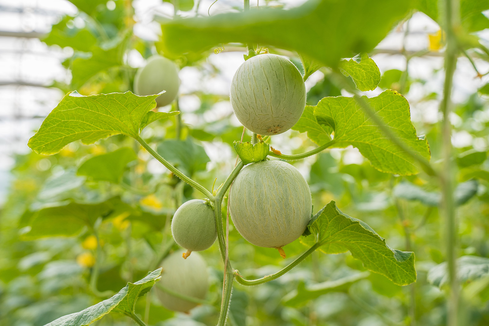 Fresh fruits-2