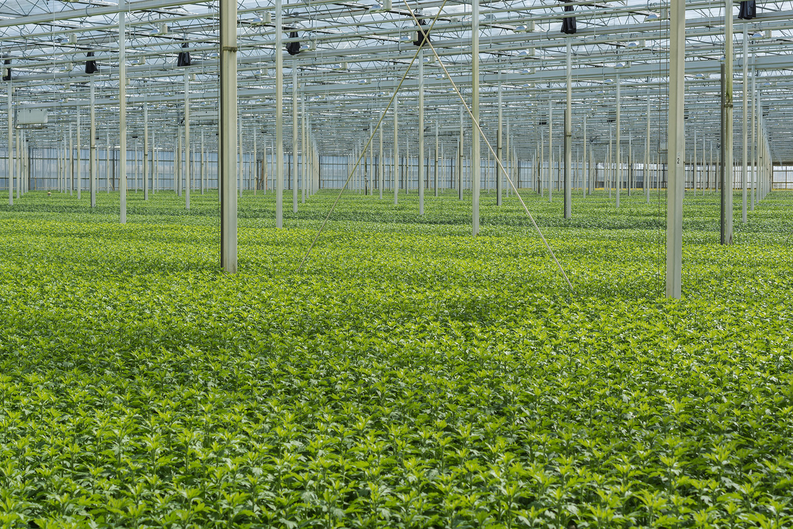 Tree-nursery-03.jpg