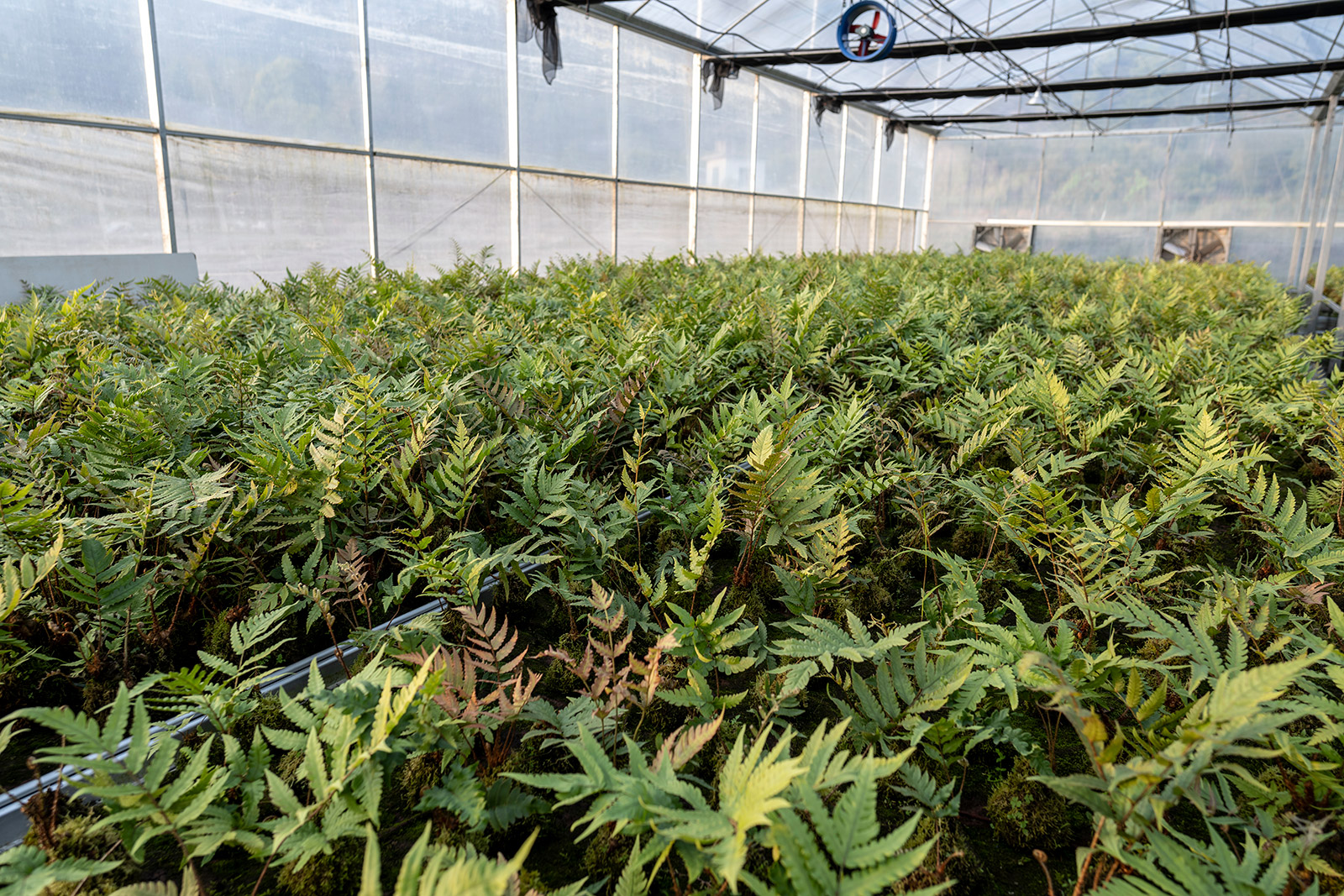 Tree nursery-3