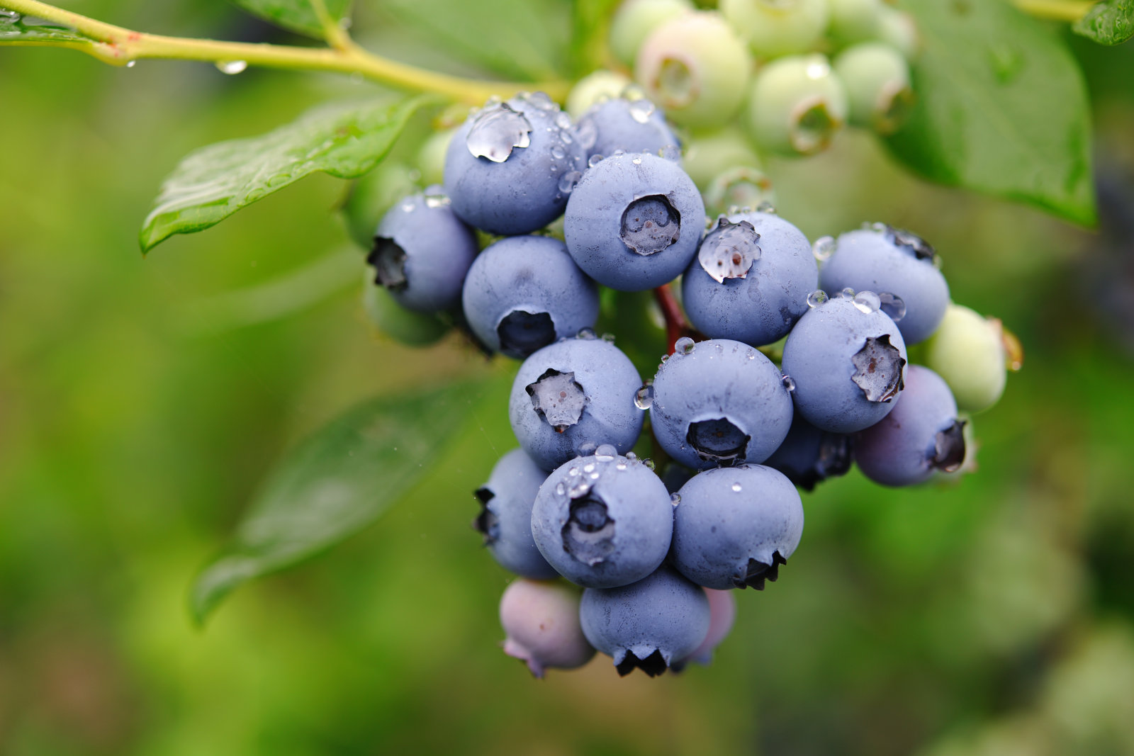 Fresh fruits-蓝莓.jpg