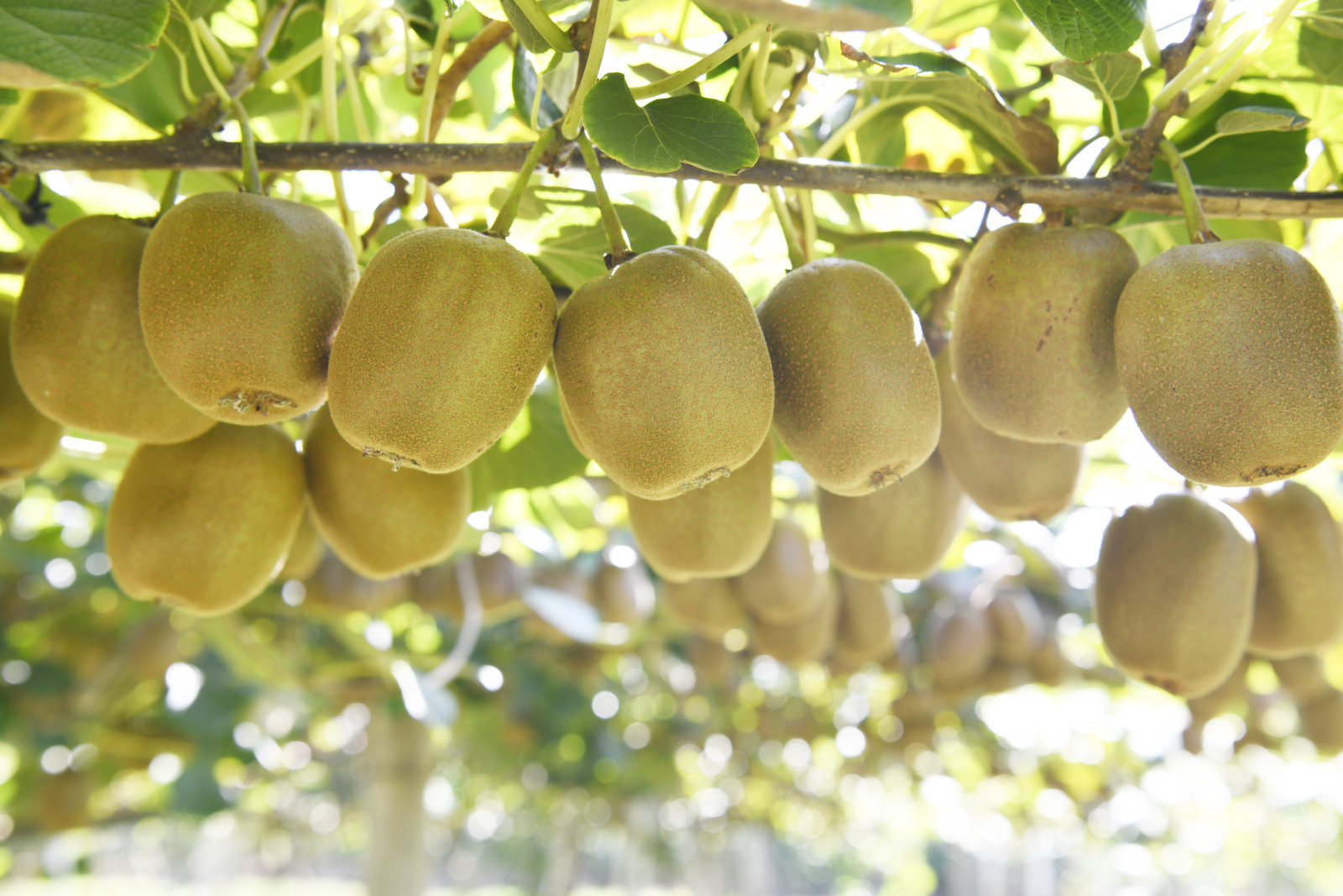 Fresh fruits-猕猴桃.jpg