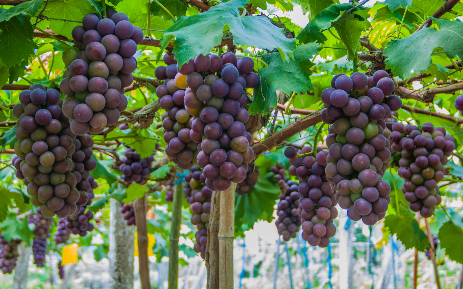 Fresh fruits-葡萄.jpg