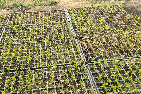 Tree nursery-6