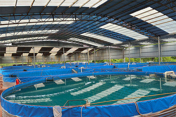 Aquaculture Farm-8