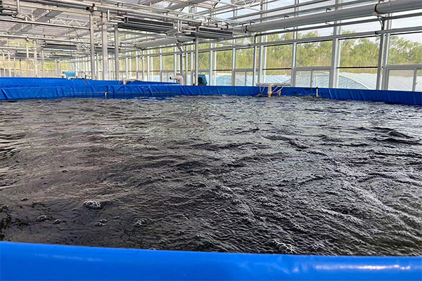 Aquaculture Farm-4